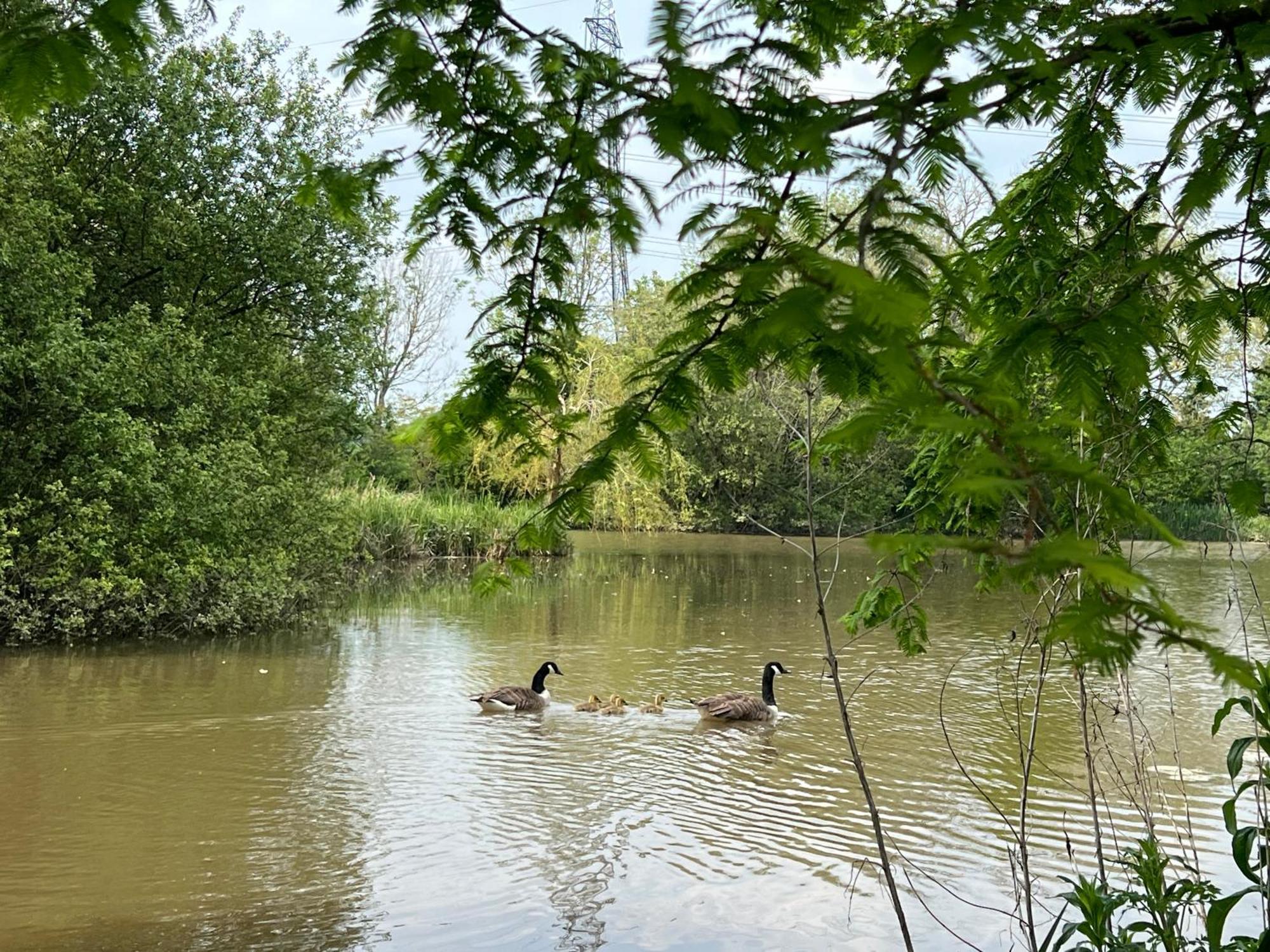 Amber Lodge Hickstead-C Haywards Heath Εξωτερικό φωτογραφία